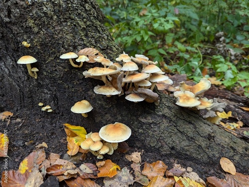 mushrooms on the tree