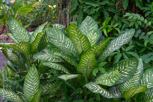 Healthy Dieffenbachia Seguine plant (Dumbcane, Leopard Lily, Tuftroot) is a species of Dieffenbachia, of the family Araceae. photo