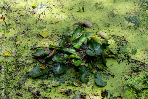 Duckweed and Water Lily filled pond - lush with plant life - in Sabah Agriculture Park, Tenom, Malaysia (Borneo), known locally as 