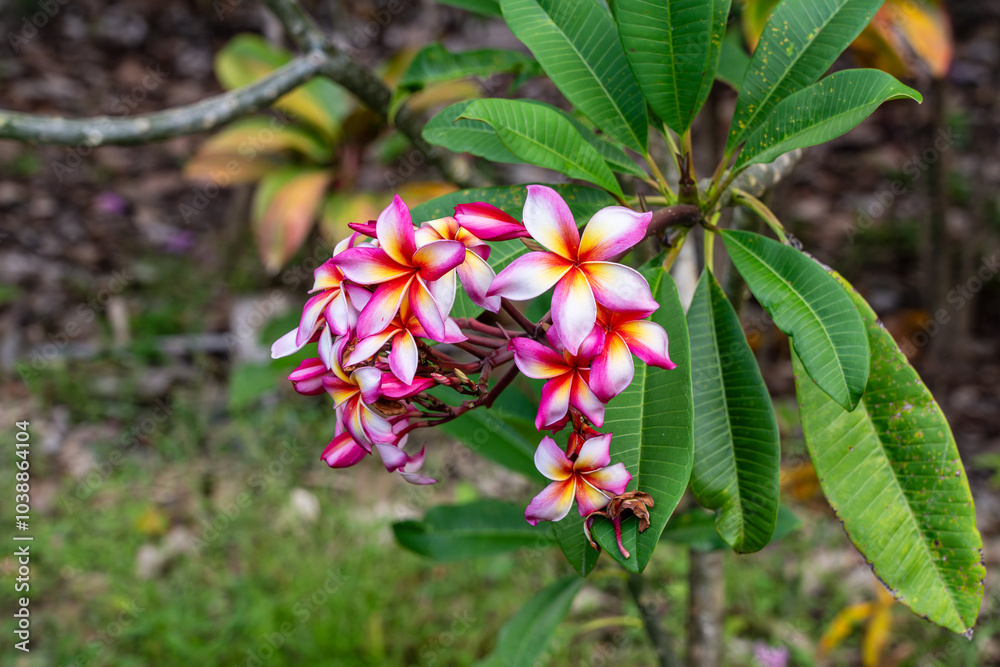 Plumeria Rubra (red frangipani, red jasmine, Red Paucipan, Common Frangipani, Temple Tree or Calachuchi) Flowers with white, pink, red and yellow. Plumeria Rubra (red frangipani, red jasmine, Red Paucipan, Common Frangipani, Temple Tree or Calachuchi) Flowers with white, pink, red and yellow.
