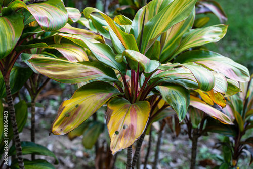 Cordyline Fruticosa (Cordyline Terminalis, Morning Sunshine or Hawaiian Ti Plant) is a popular ornamental plant is native to Asia, South East Asia and Northern Australia. photo