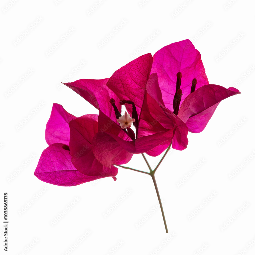 Bougainvillea flower isolated on white background, with clipping path.