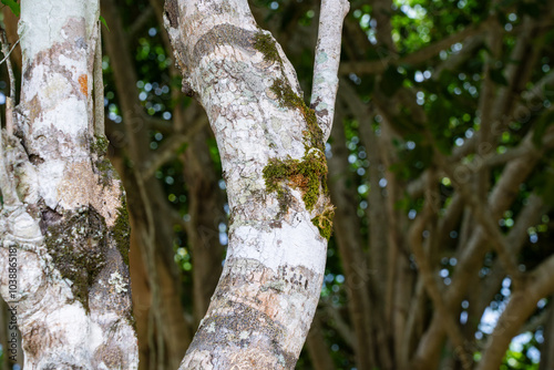 Lichen, Moss and fungus growing on truck or branch of Banyan tree. photo