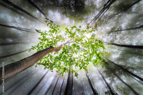 Spring beech trees