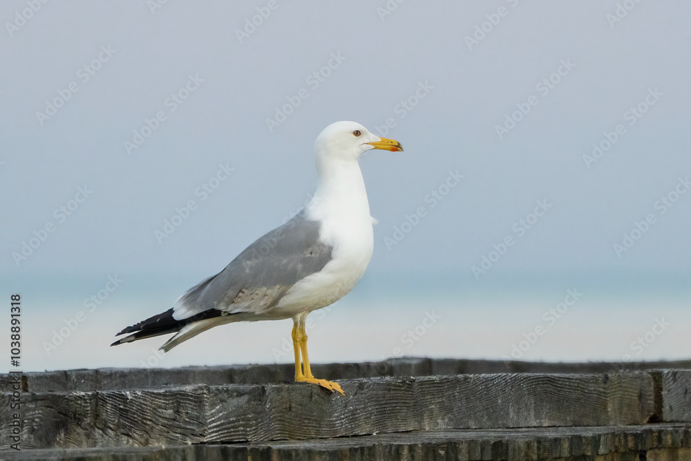 Möwe am Strand Möwe am Strand