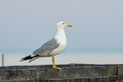 Möwe am Strand