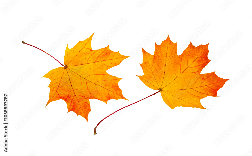 Autumn maple leaf Autumn maple leaf