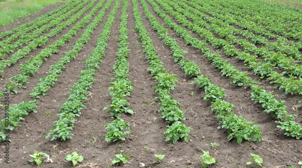 Potatoes are grown in the field Potatoes are grown in the field