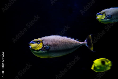 Bignose unicornfish in a big tank of an aquarium in a zoo photo