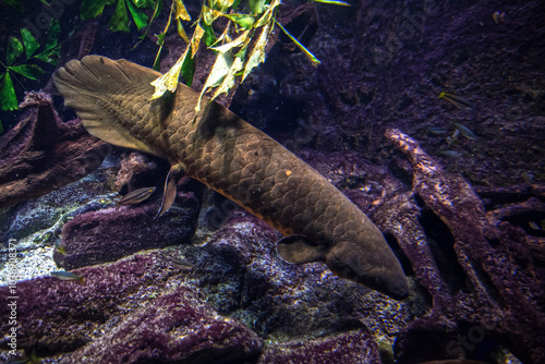 Australian lungfish in a zoo aquarium