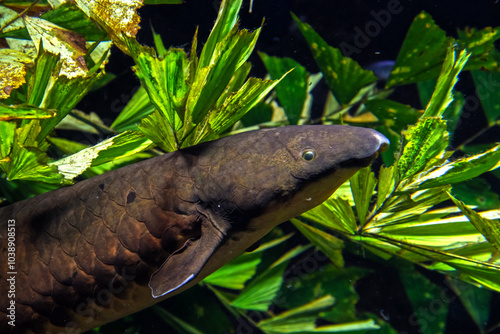 Australian lungfish in a zoo aquarium