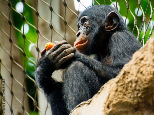 Bonobo, a chimpanzee species in a zoo photo