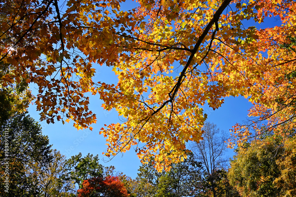 Yellow and orange autumn leaves against blue sky Yellow and orange autumn leaves against blue sky