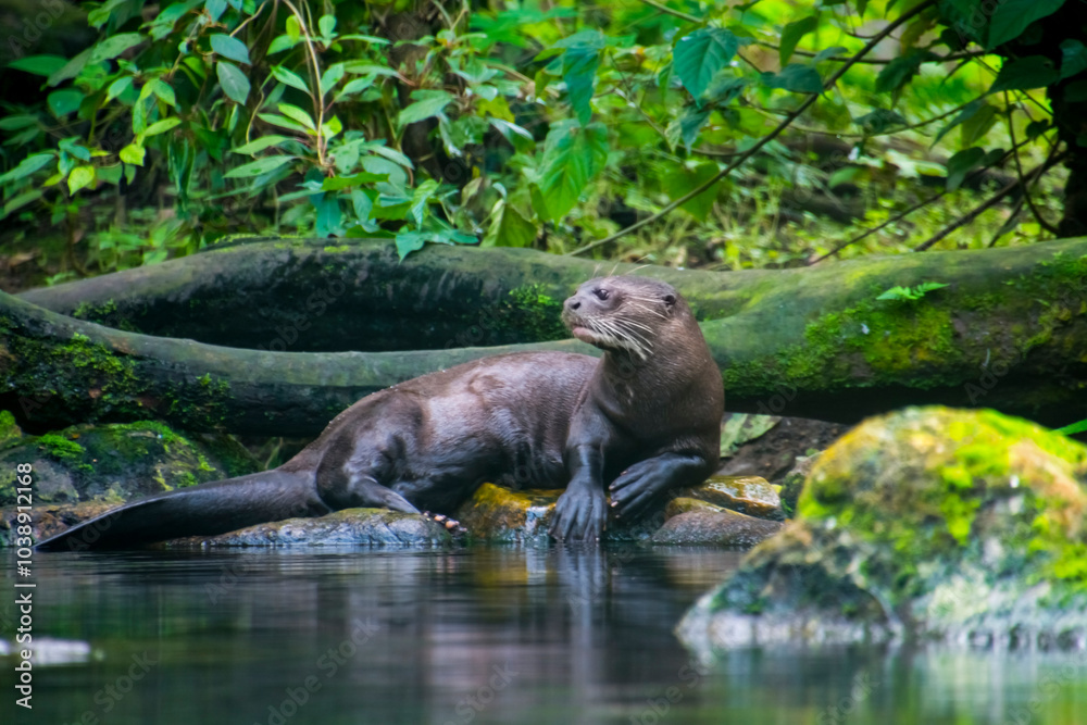 Obraz premium South American giant river otter at the water