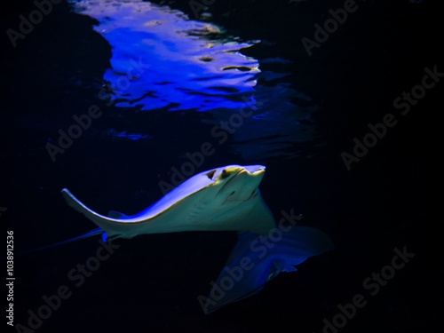 Oman cownose ray in an aquarium photo