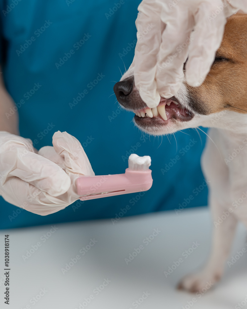 A vet is cleaning the teeth of a Jack Russell Terrier. Vertical photo. A vet is cleaning the teeth of a Jack Russell Terrier. Vertical photo.