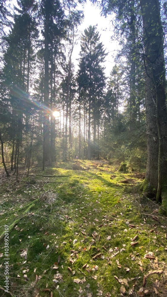 Obraz premium Path to the wood #5