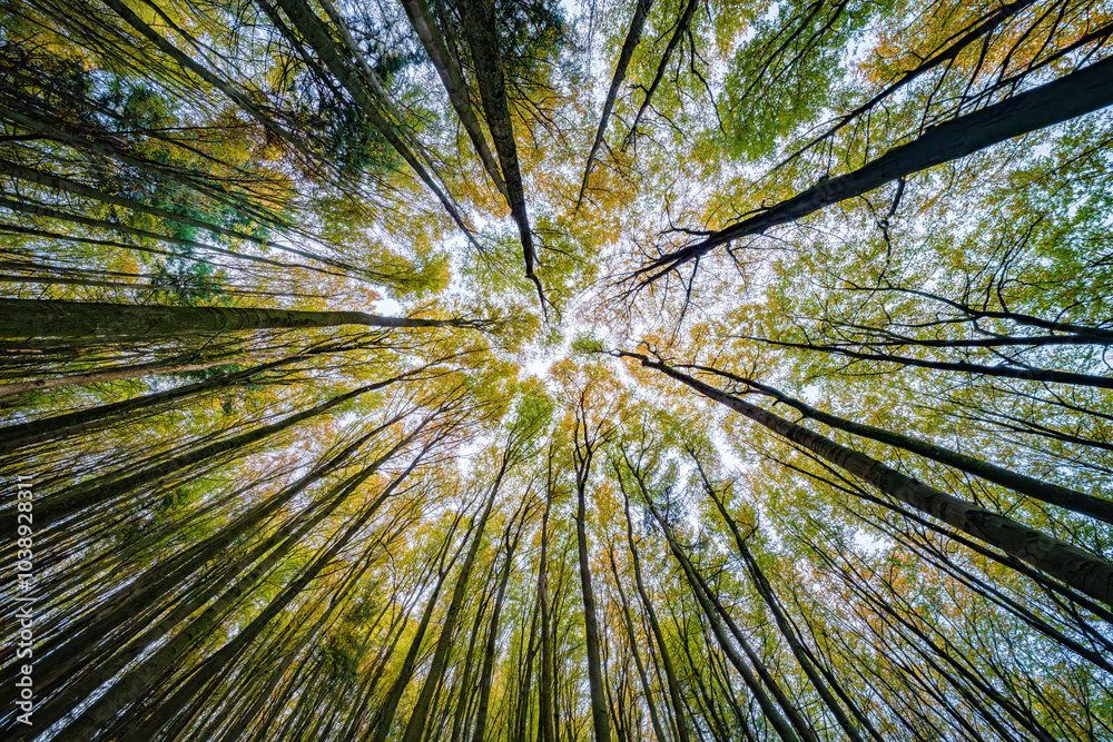 Enjoy the Captivating Canopy View from the Forest Floor and revel in natures beauty