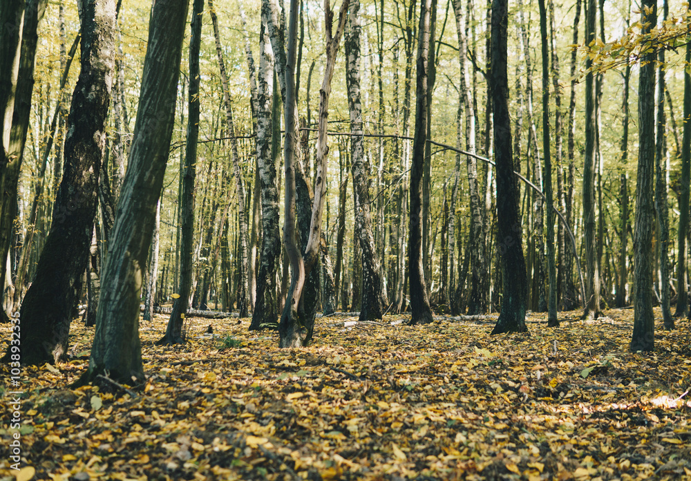 Obraz premium Forest during sunny day on the beginning of fall season