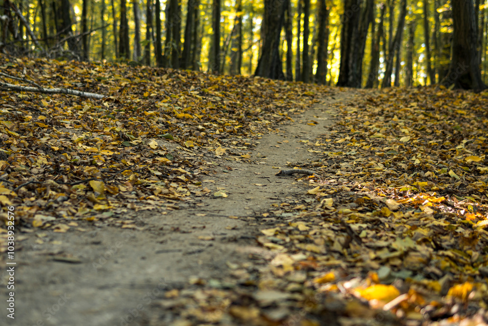 Ground path through a forest during sunny day in autumn Ground path through a forest during sunny day in autumn