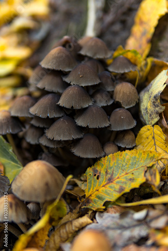 Detail of Coprinellus disseminatus commonly known as the fairy inkcap