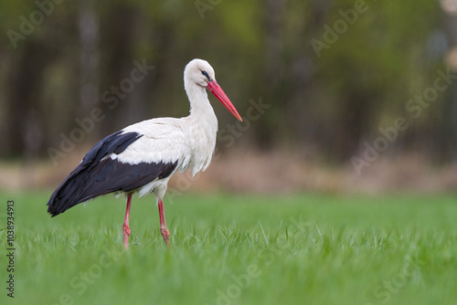Bocian biały (Ciconia ciconia) photo