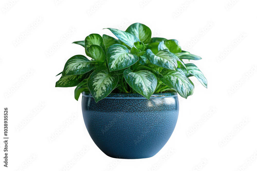 Blue self-watering pot isolated on transparent background, png file, no background, small pots png file Blue self-watering pot isolated on transparent background, png file, no background, small pots png file