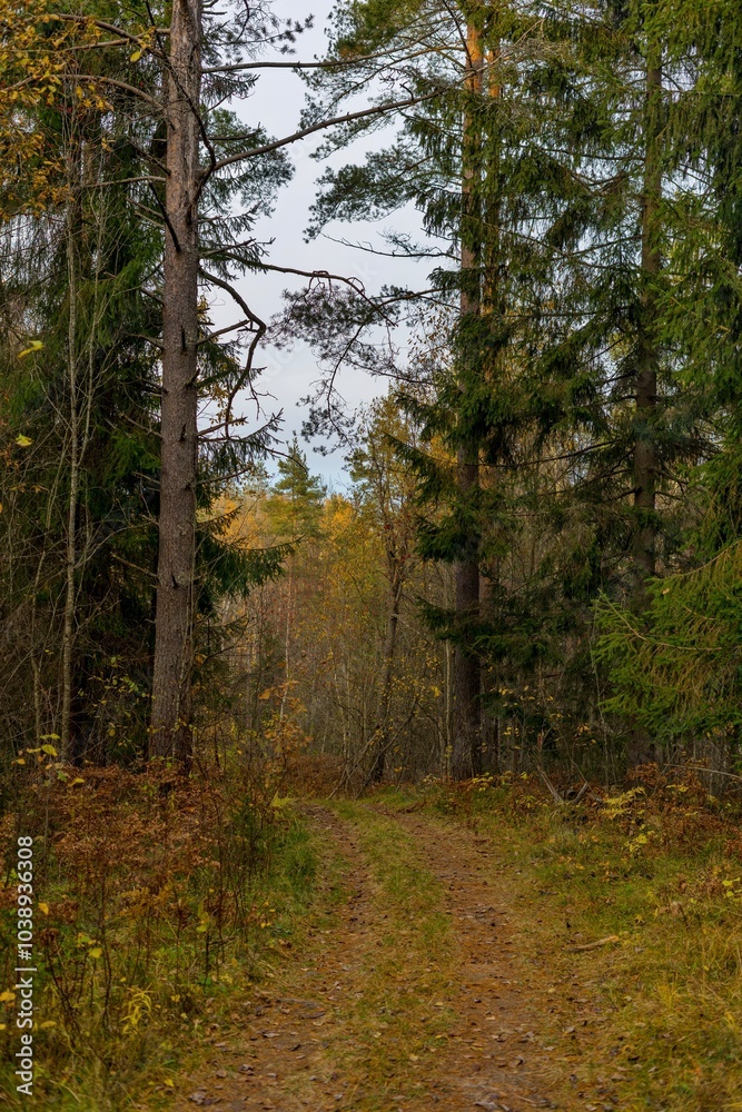 Obraz premium path in autumn forest