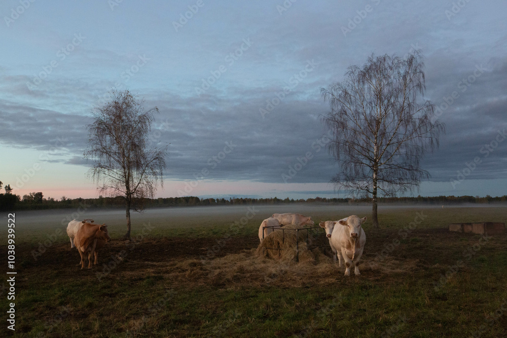 landscape with cow in the fog