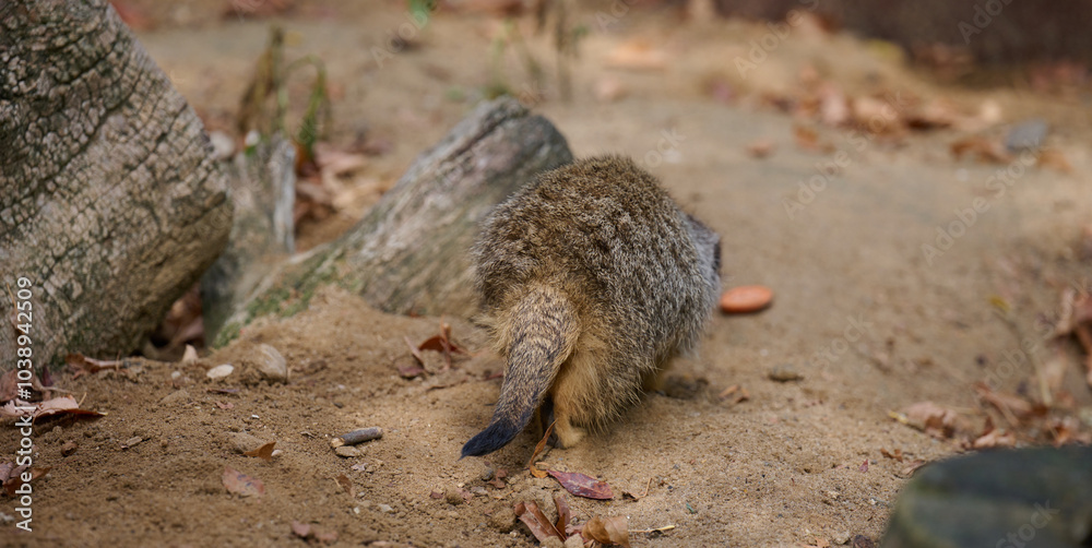 Obraz premium An adult meerkat walks outdoors