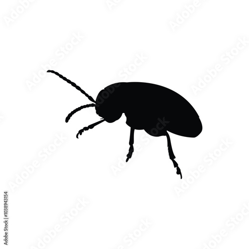 state potato beetle