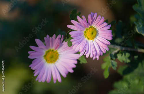 Pink chrysanthemum. Chrysanthemum × morifolium (also known as flower daisy and hardy garden mama, or juhua in China) is a species of perennial plants from the Asteraceae family. photo