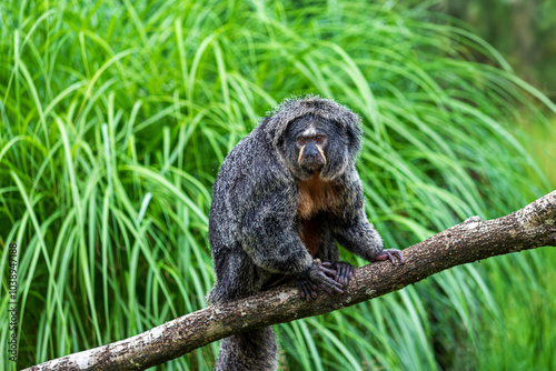 Photography Female white-faced saki, golden-faced saki monkey on the tree
