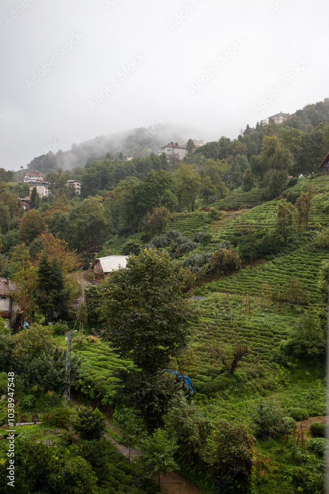 Scenic View of Tea Plantations in Çayeli, Rize, Turkey – Lush Green Hills and Traditional Houses in a Rural Turkish Landscape Scenic View of Tea Plantations in Çayeli, Rize, Turkey – Lush Green Hills and Traditional Houses in a Rural Turkish Landscape
