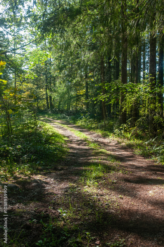 Fototapeta premium deserted dirt road in the forest