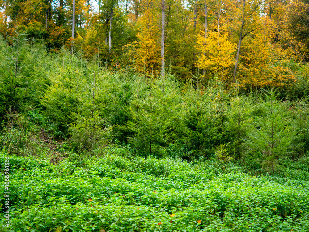 Obraz premium Wiederaufforstung im herbstlichen Mischwald