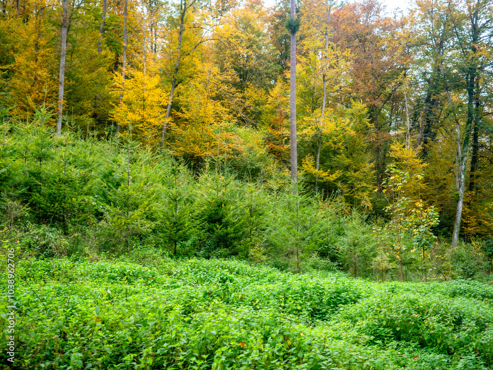 Fototapeta premium Wiederaufforstung im herbstlichen Mischwald