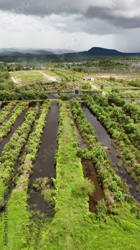 vineyard