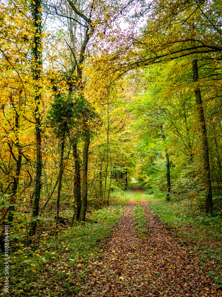 Waldweg durch den herbstlichen Wald Waldweg durch den herbstlichen Wald
