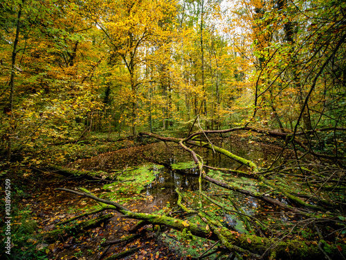 Herbst im Mischwald photo