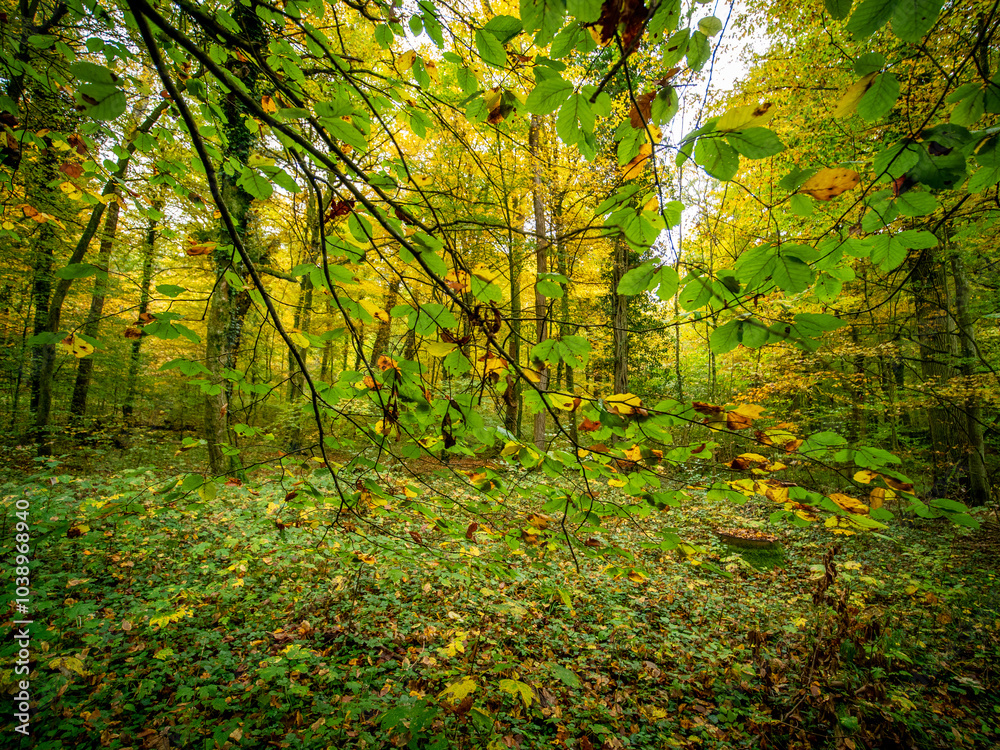 Fototapeta premium Herbst im Mischwald