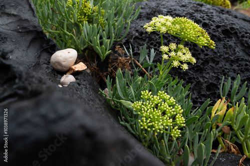 Shell and plant on the black stone by atlantic sea beach.  photo