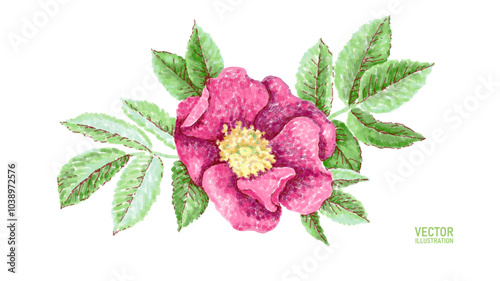 Wild pink rose dots drawing. Fashion closing decoration dog rose delicate white background. Colored vector illustration