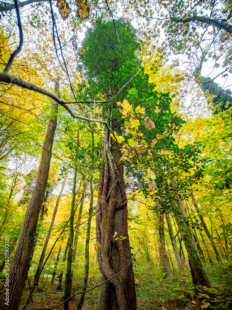 Obraz premium Herbst im Mischwald