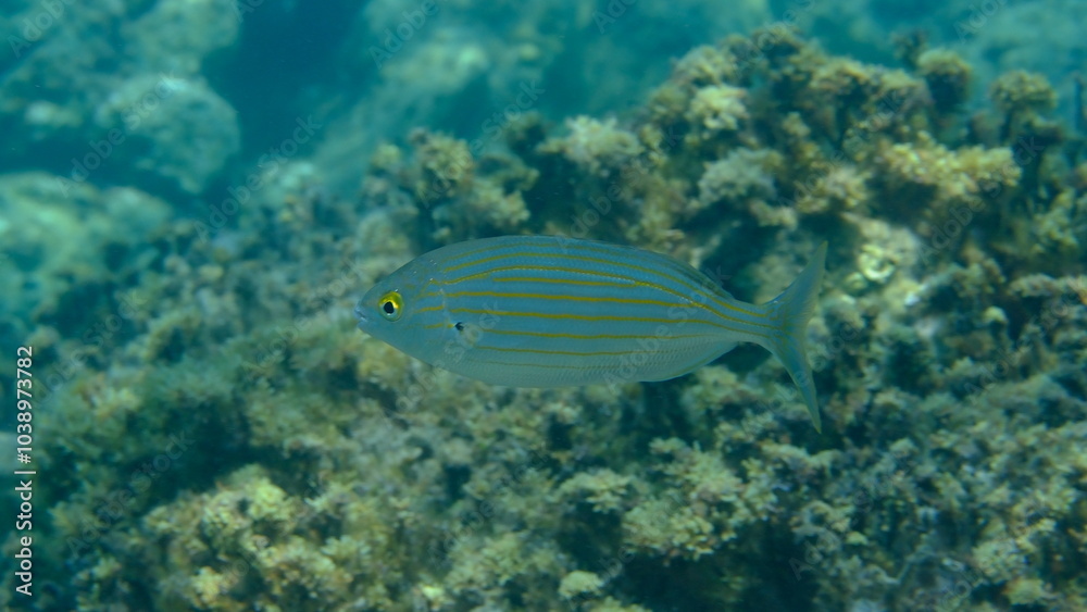 Fototapeta premium Salema porgy or dreamfish (Sarpa salpa) undersea, Aegean Sea, Greece, Halkidiki, Pirgos beach