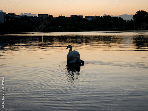 Graceful Swan on a Tranquil Lake in Romania at Sunset
