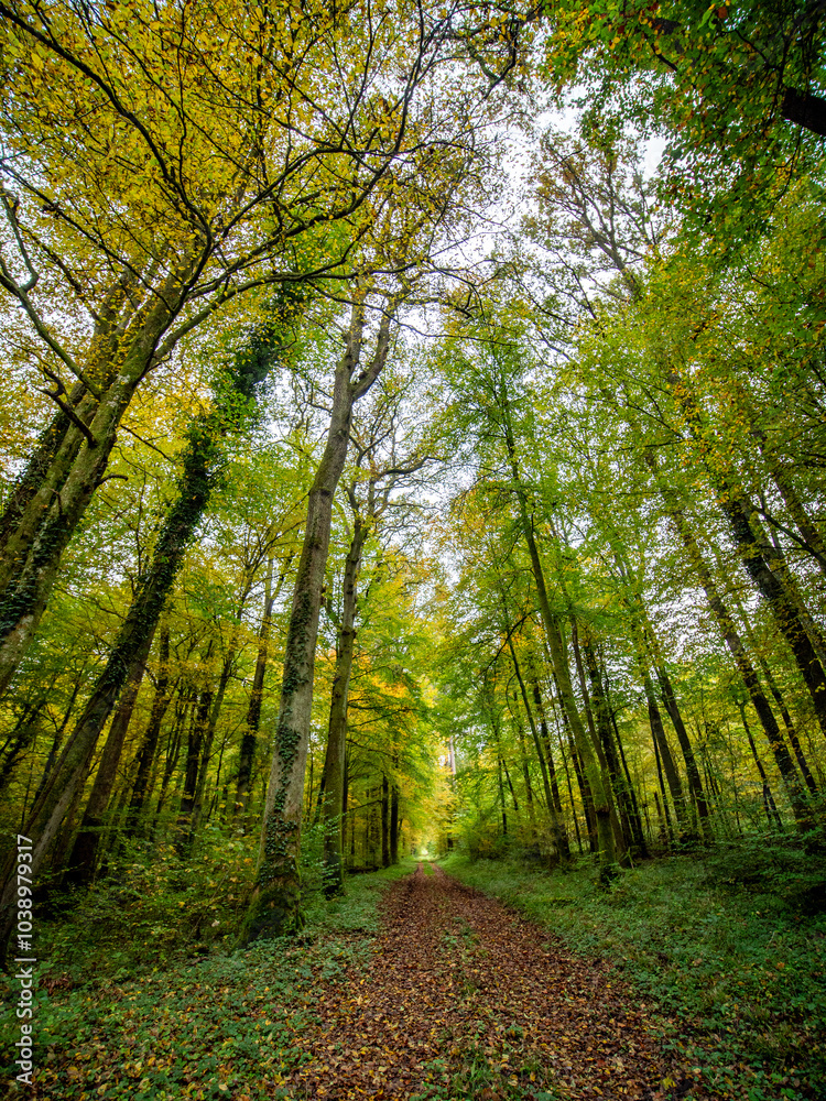 Fototapeta premium Herbstliches Laub im Mischwald