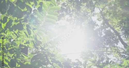 sunlight through leaf green fresh morning. bright sun shining against sky close up.