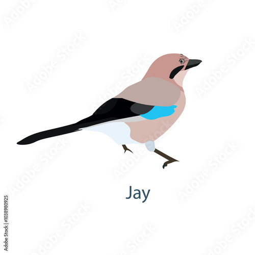 Jay. Eurasians forest Bird flat design stock vector illustration for web, for print, for fabric print