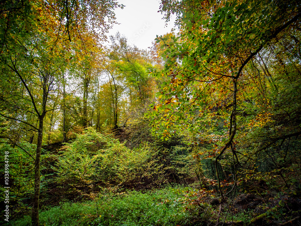 Herbstliches Laub im Mischwald Herbstliches Laub im Mischwald